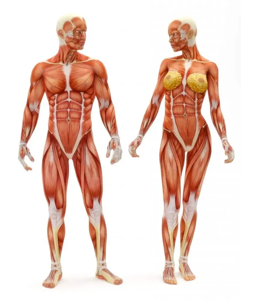 آناتومی زن و مرد